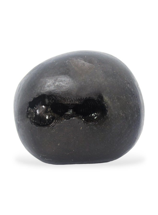 GANGTARANG Shaligram Stone Lakshmi-Narsimha نيبال Gandaki River Chakra Saligram لبوجا، أسود (4-6 سم) - SHALIGRAM-LNS-01 - Image 1